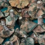 Scary Mushrooms