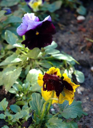 poor pansies