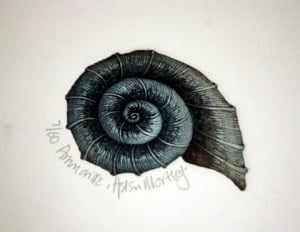 Ammonite