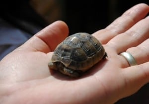 a tortoise in the hand