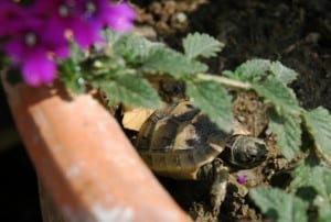 tiny tortoise 3