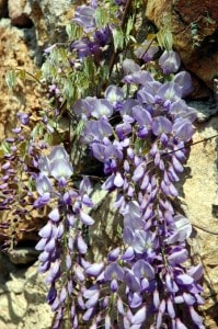 wisteria