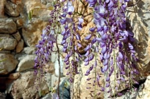 wisteria2