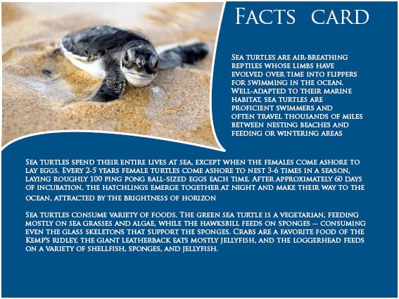 What are some facts about a turtle's skeleton?