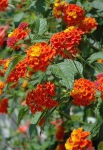lantana