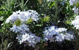 plumbago