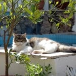 Evils lounding by the Mandalina tree hoping some careless sparrow will fly too close