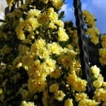 Flowers blooming on the courtyard railings