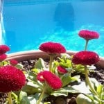 Flowers by the pool