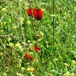 The first of the poppies blooming in the verges