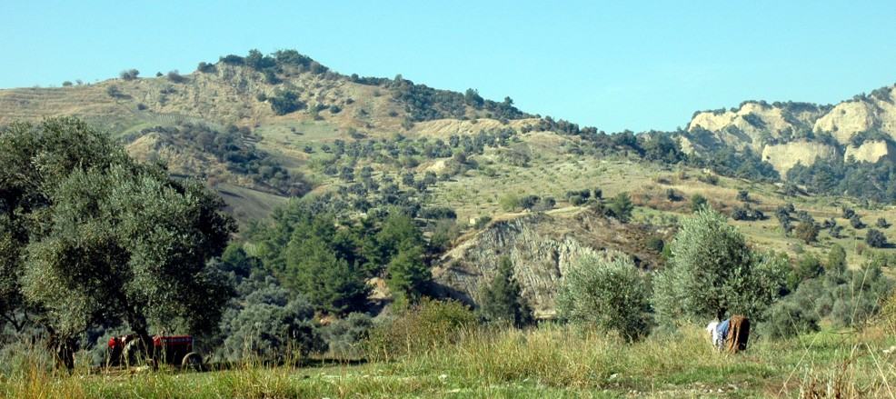 8 - The start of the olive picking season