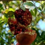 1 - extra ripe garden pomegranite