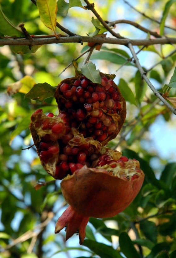 1 - extra ripe garden pomegranite