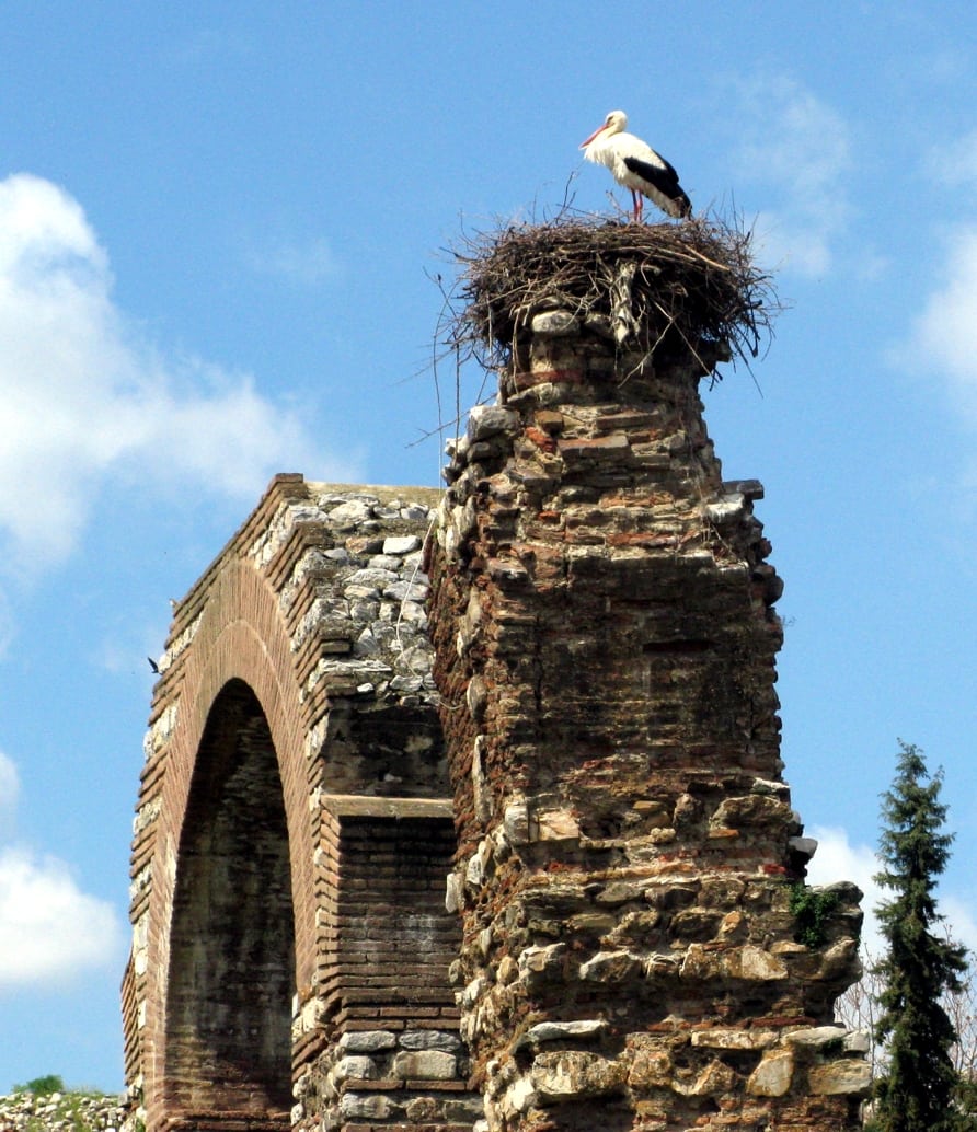 storks in selcuk