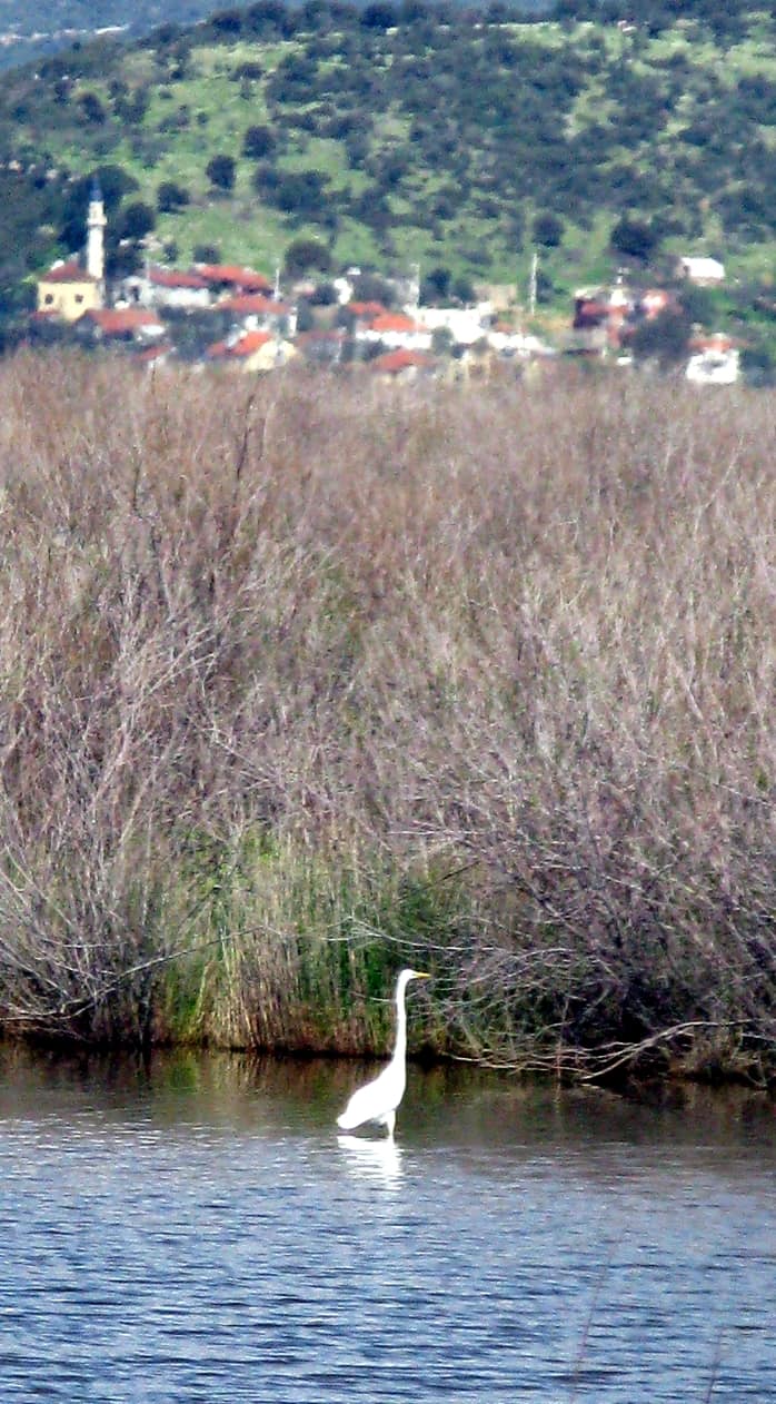 wading birds at pamucak