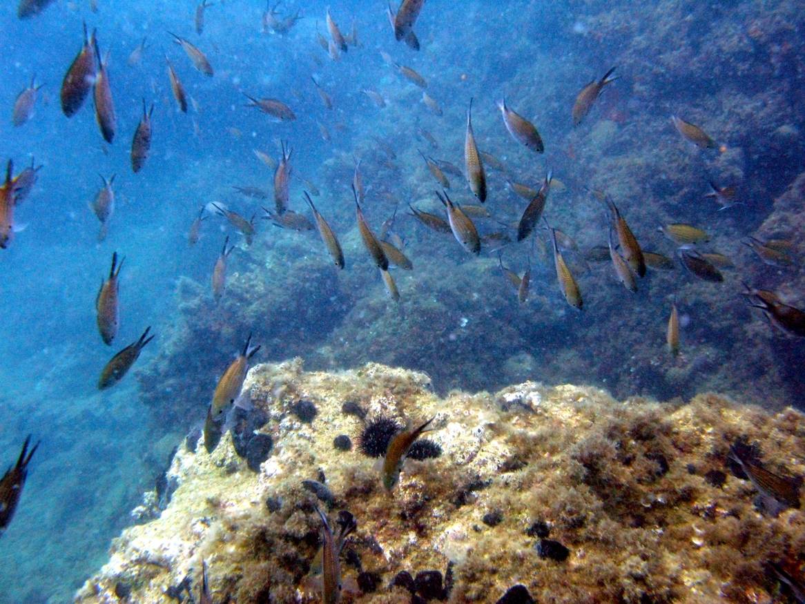 reef fish pamucak reef