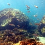 Ozel reef dive