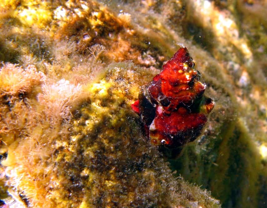 Hermit crab at Kamil Cavern