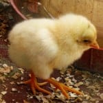New born chick at village restaurant