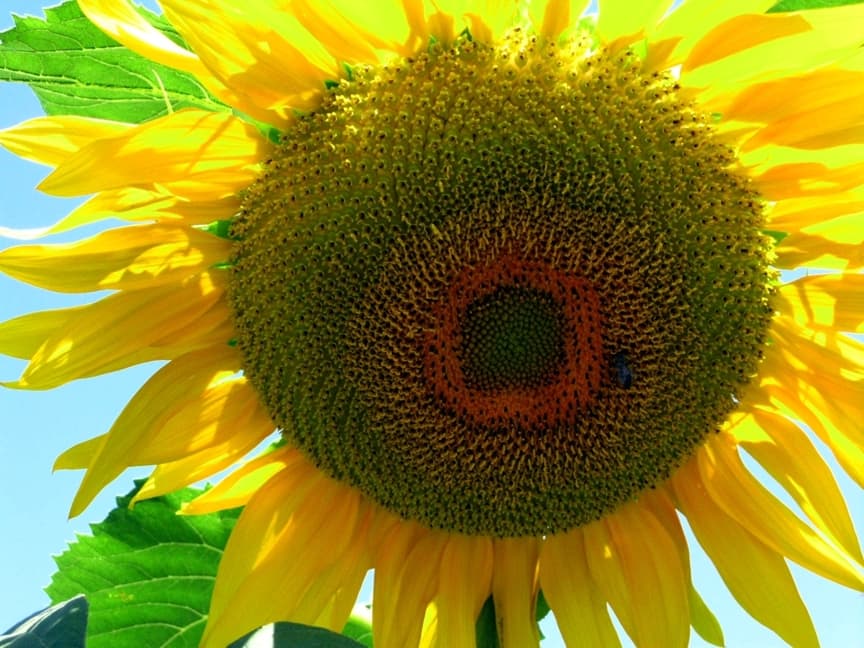 Sunflower at valley entrance