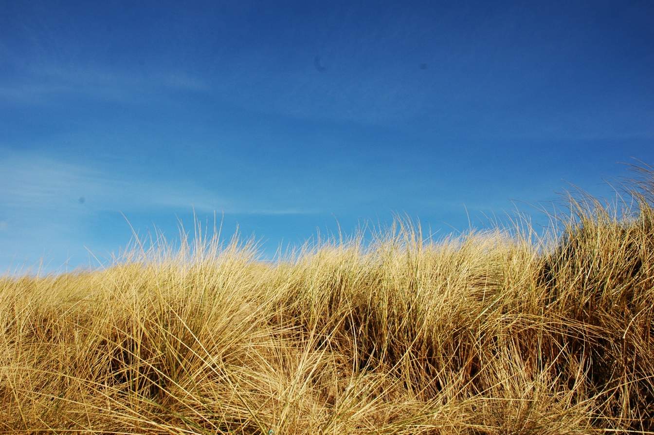 Dunes at Freshwater west