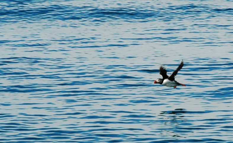 Puffin wings of fury