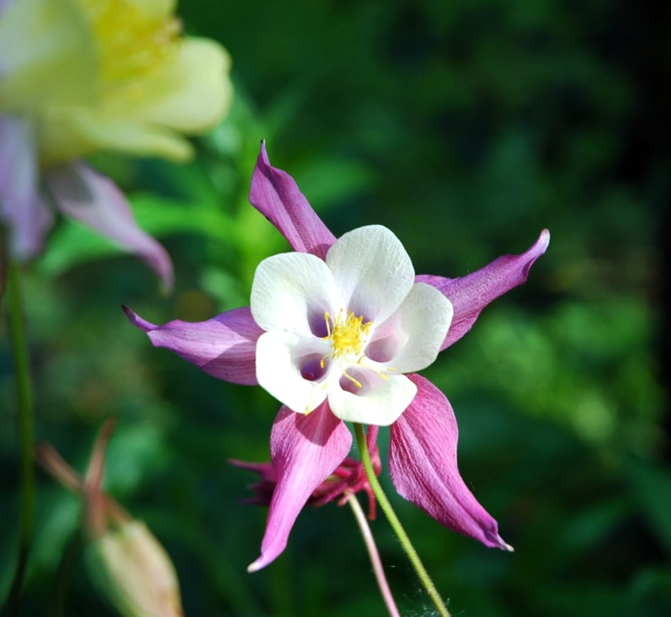 Aquilegia