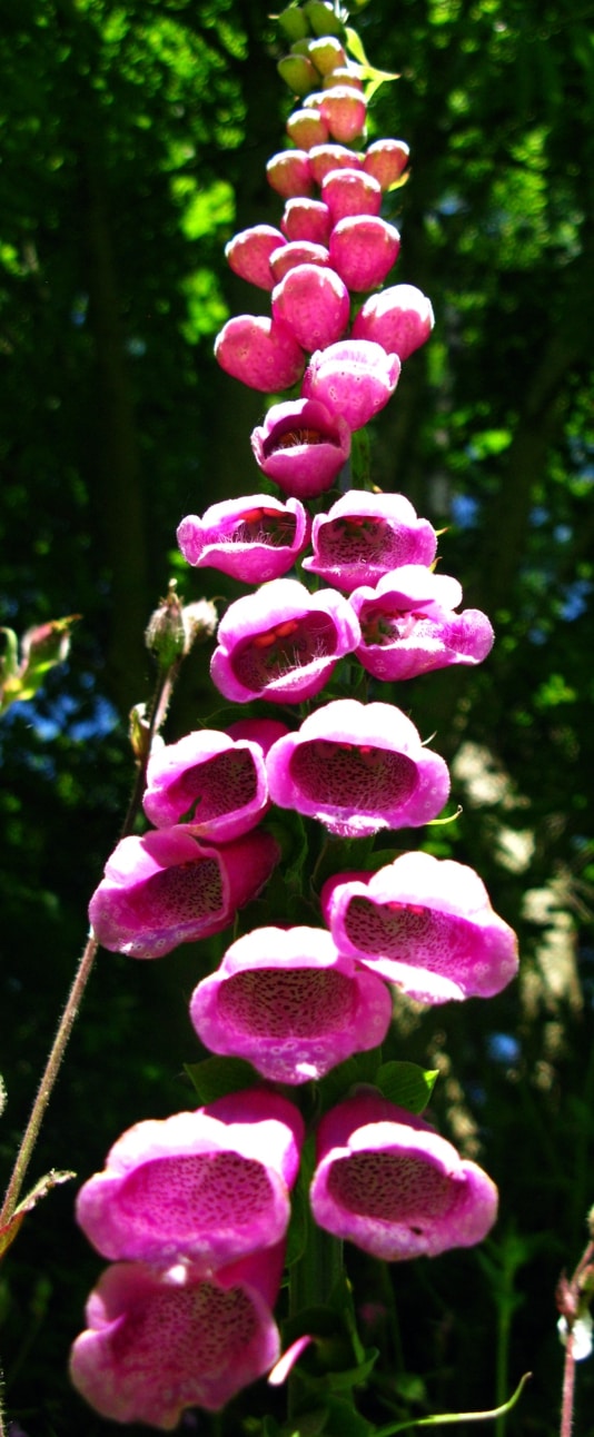 foxgloves1