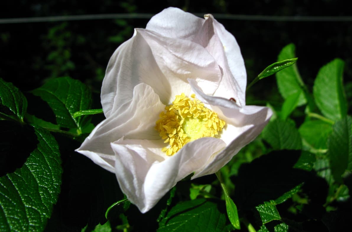 rosa rugosa alba