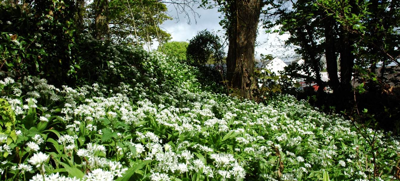 wild garlic at entrance