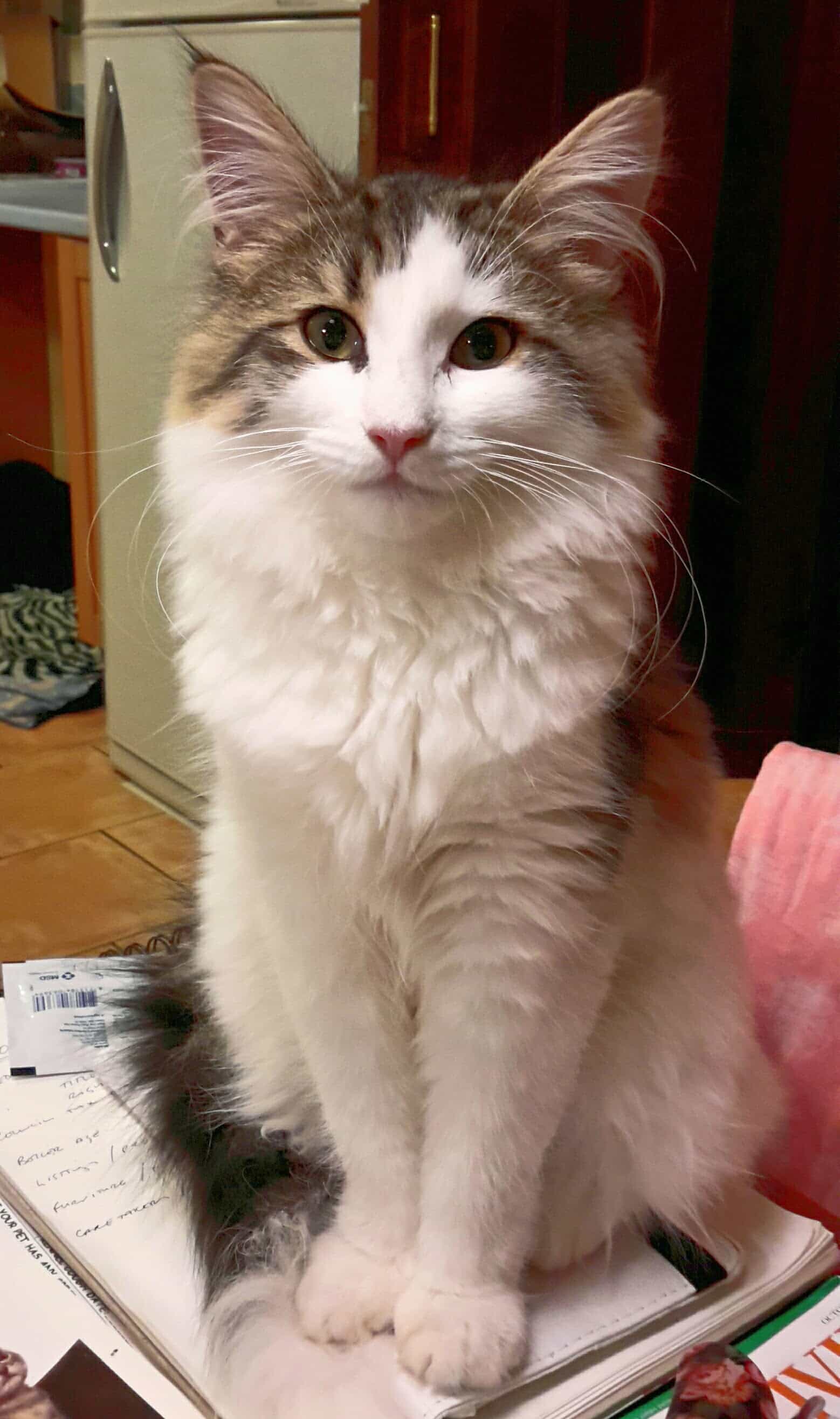 norwegian forest cat kitten