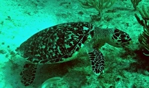 isla turtle on manchones reef
