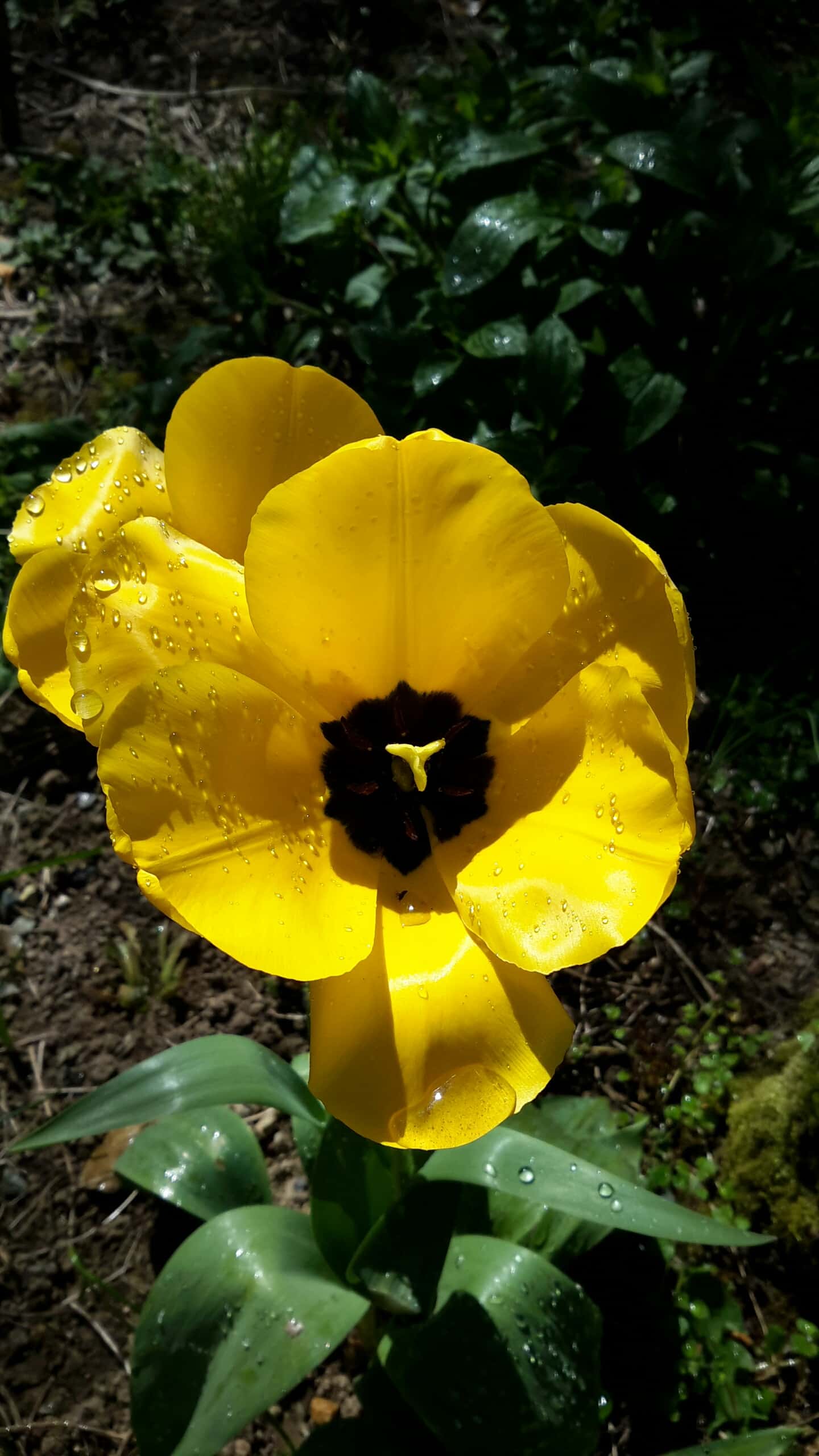 Overblown tulip