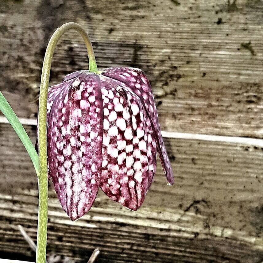 snake head fritillary