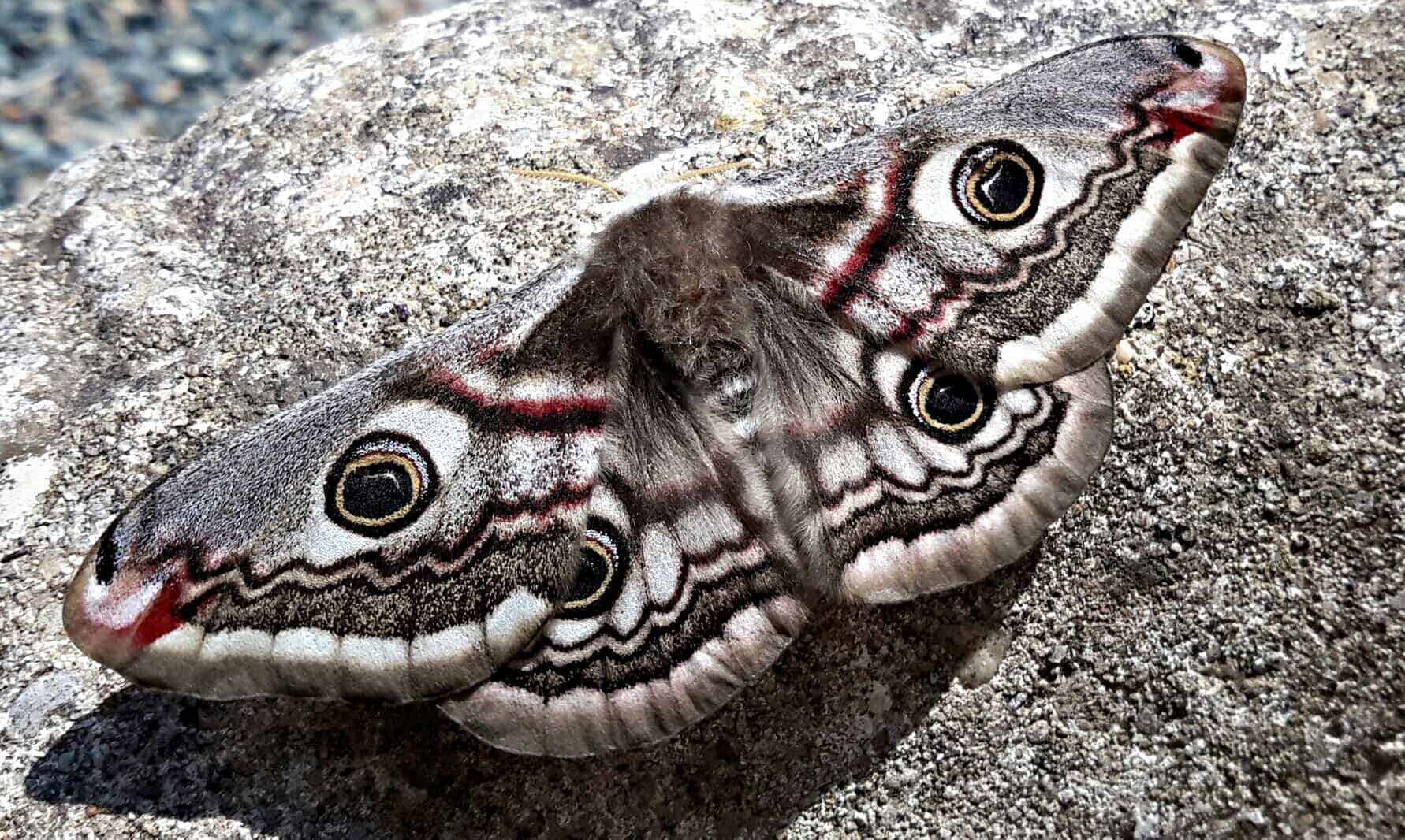 Emperor Moth - female
