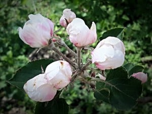 apple-blossom-Pembrokeshire-may