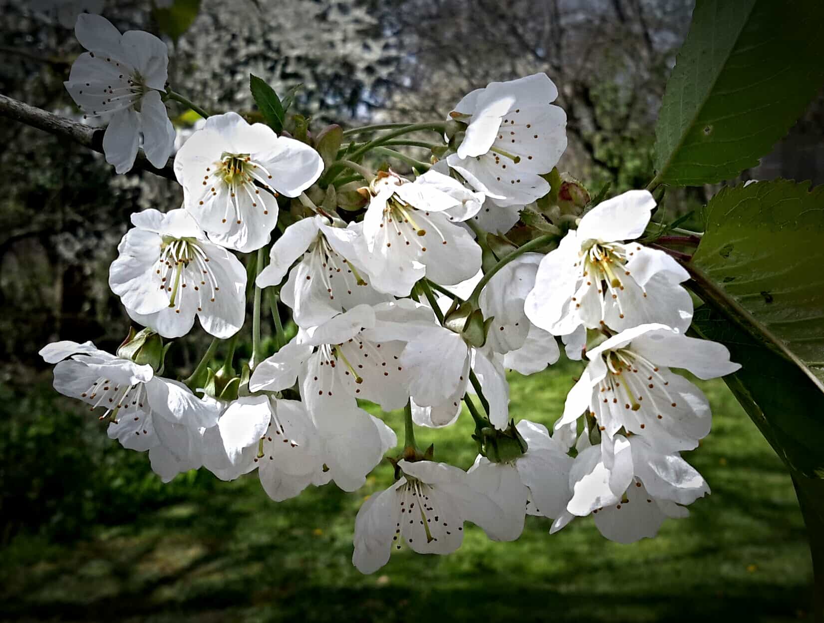 white-cherry-blossom-may-pembrokeshire