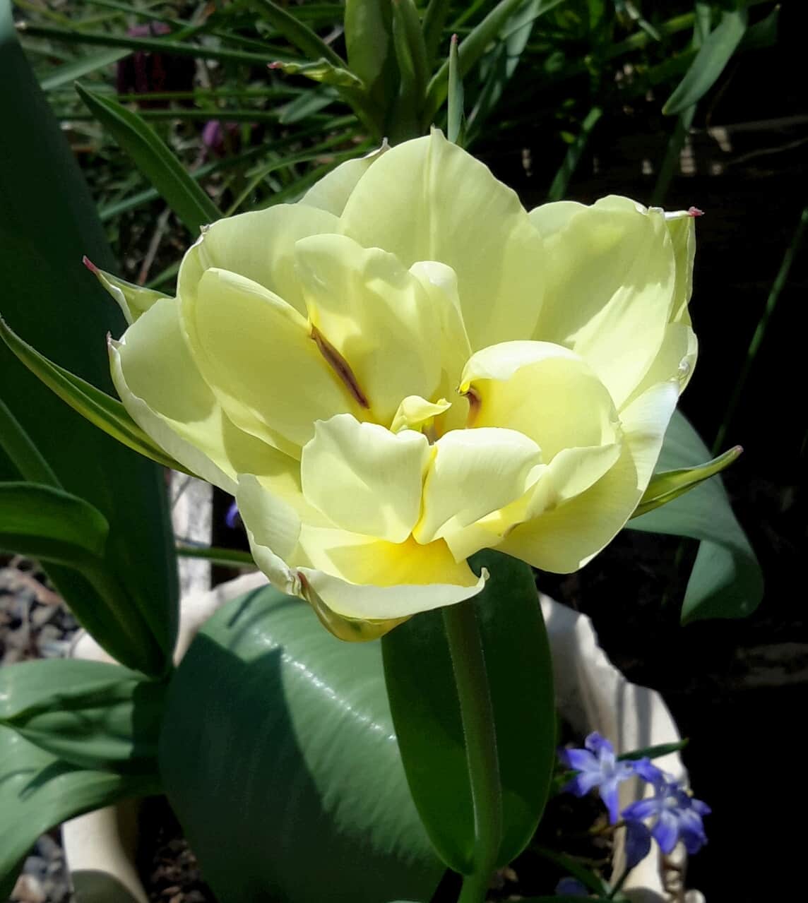 Double Tulip  'Schoonoord'