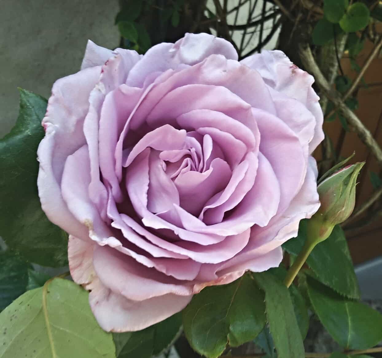 blue-rose-bloom