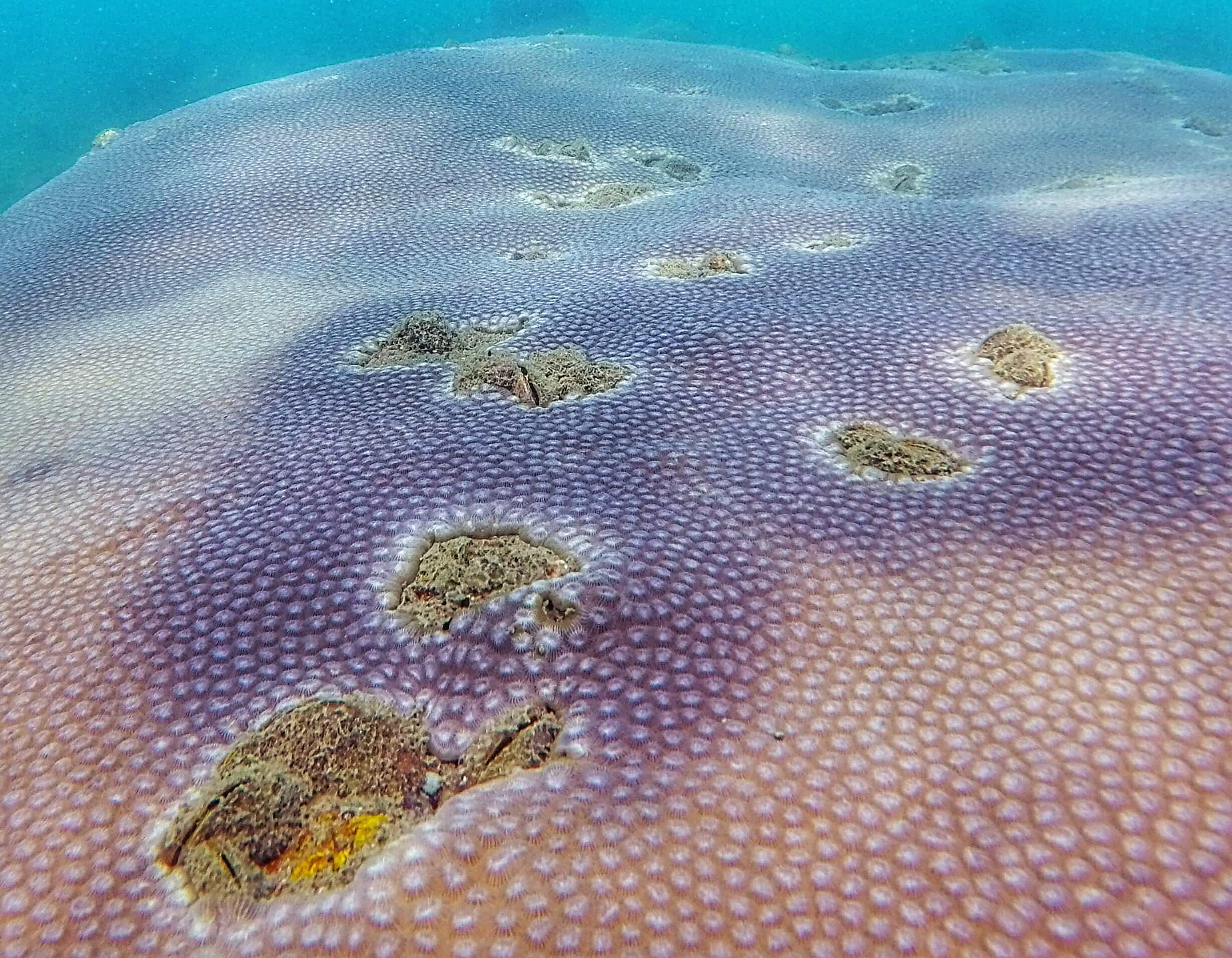 coral phu quoc