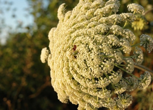 7 flowers big as footballs