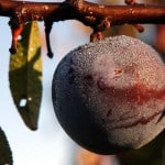 plum2