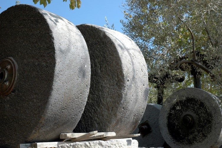 7. Olive Stones in the off season Karen Phillips