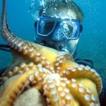 Octopus upside down