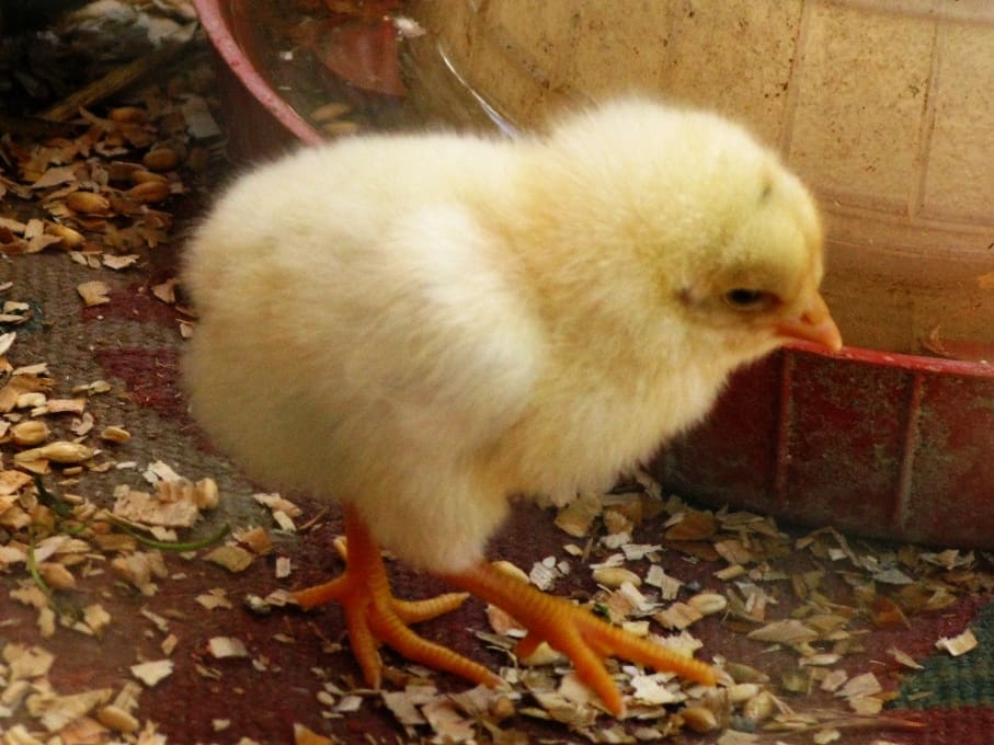 New born chick at village restaurant