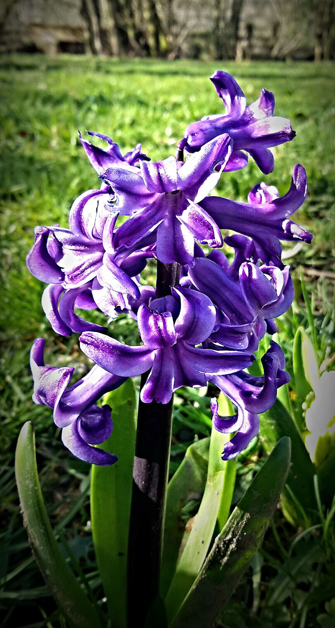 Sweet hyacinth