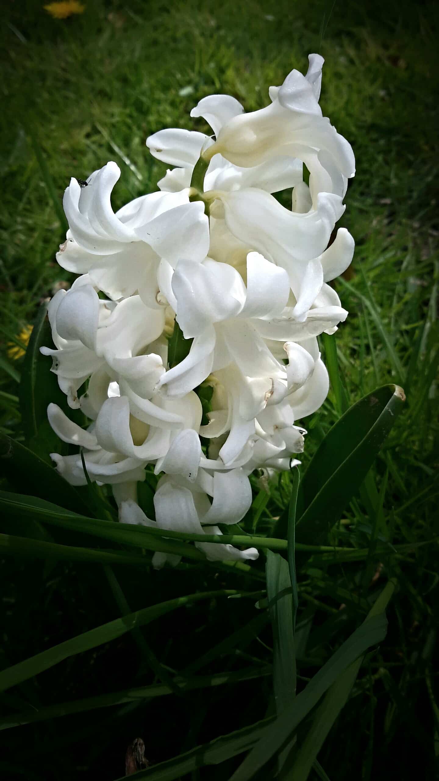 white-hyacinth-spring-pembrokeshire