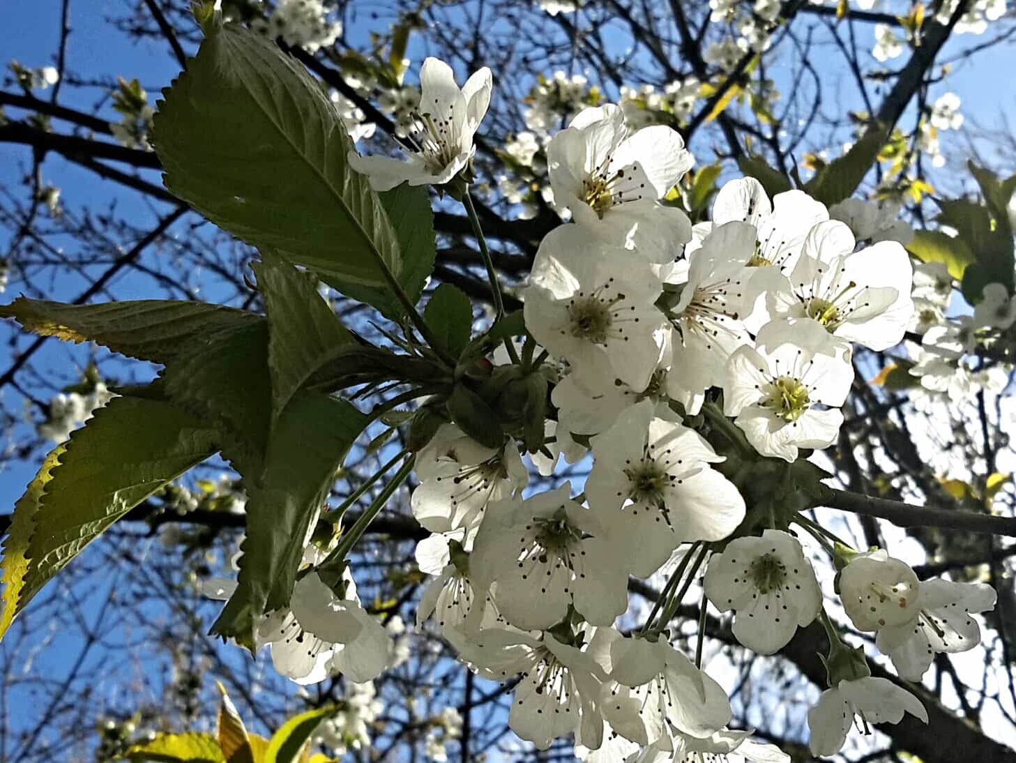 cherry-blossom-Pembrokeshire-may