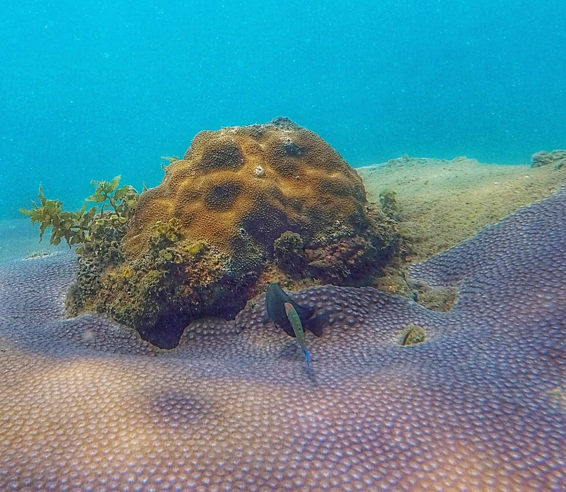 amongst the spreading coral